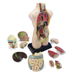 SET ANATOMIA TORSO CON 11 PIEZAS. TAMAÑO 50 CM MINILAND 99020