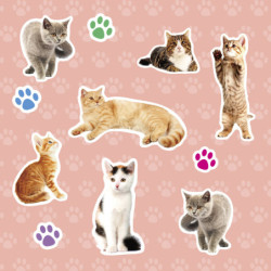 PEGATINAS ANIMALES REALISTAS GATOS 1 HOJA 18562 APLI (5U)